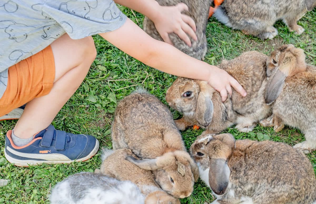 Ein Kind streichelt mehrere Kaninchen auf einer gr&uuml;nen Wiese