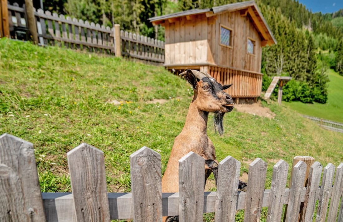 Ziegen am Bauernhof neben dem Hotel Sonnschupfer
