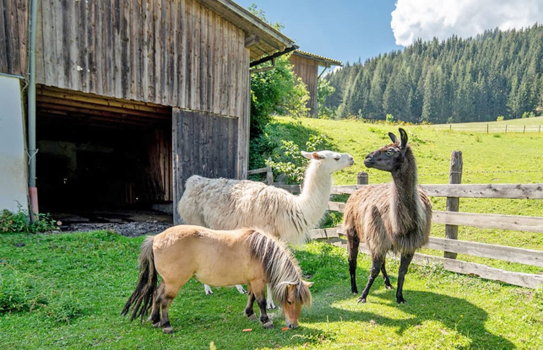 Pony und zwei Lamas stehen auf einer gr&uuml;nen Wiese neben einer Holzh&uuml;tte
