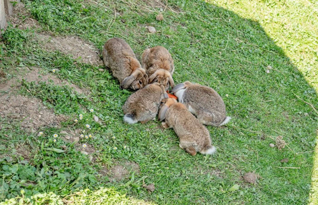 F&uuml;nf Kaninchen fressen gemeinsam auf einer Wiese