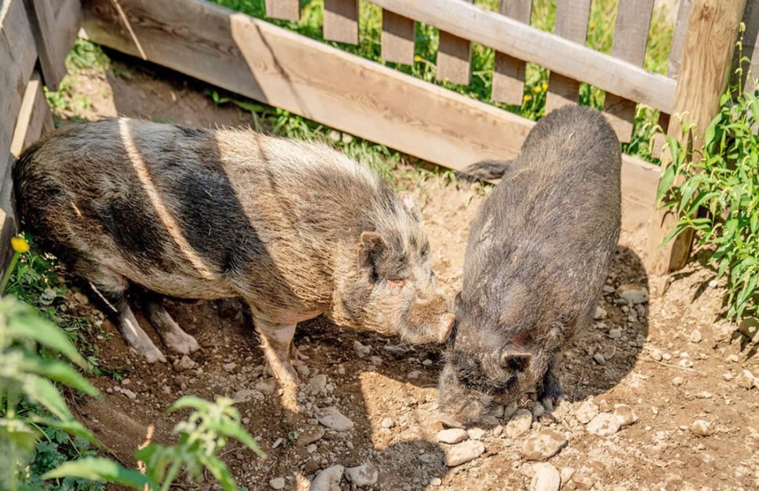 Zwei Schweine schn&uuml;ffeln im Erdreich eines eingez&auml;unten Geheges