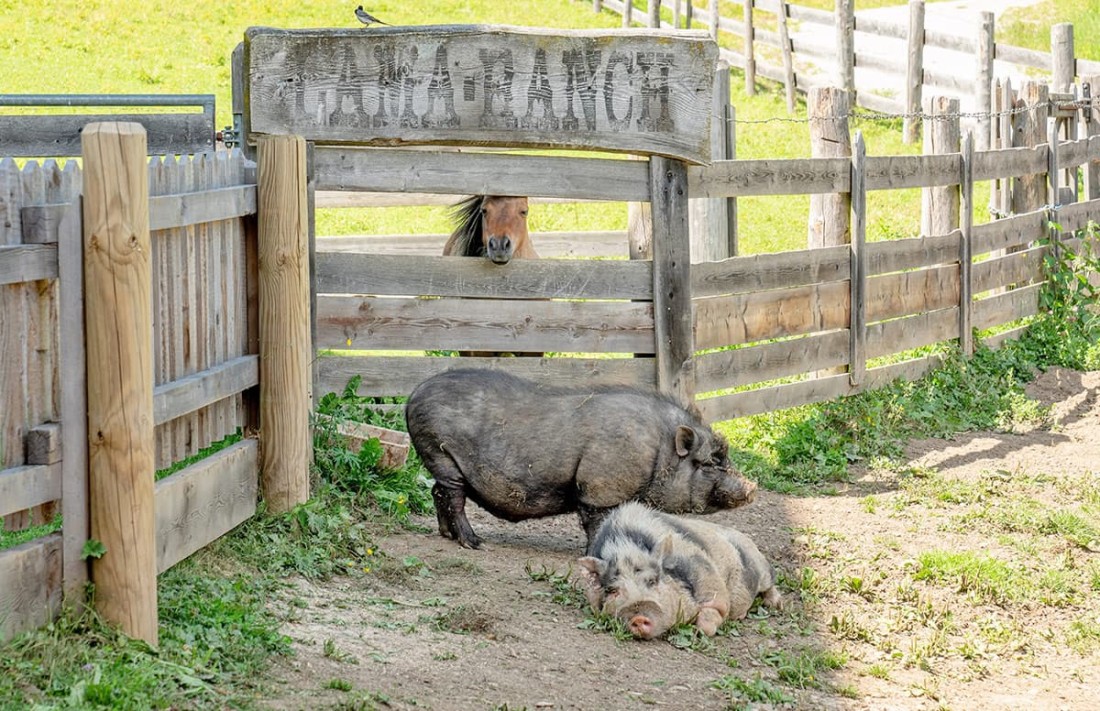 Zwei Schweine ruhen auf der Lama Ranch, w&auml;hrend ein Pony &uuml;ber den Zaun schaut