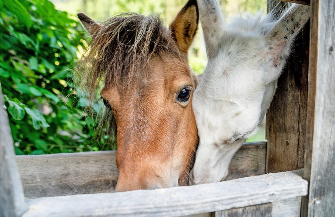 Braunes Pony und wei&szlig;es Lama schauen durch einen Holzzaun in die Kamera