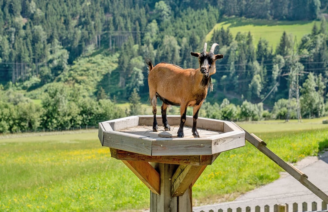 Eine Ziege steht auf einer hohen, achteckigen Holzplattform in einer gr&uuml;nen Landschaft