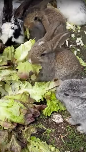 Kleine Kaninchen beim Salatfressen