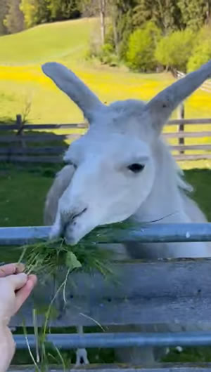 Lama wird mit Gras gef&uuml;ttert