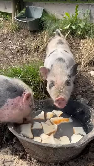 Minischweine beim Fressen
