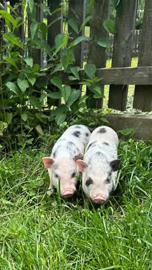 Minischweine auf der Wiese